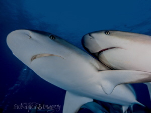 Cheek to Cheek
Two Caribbean Reef Sharks.
 by Jan Morton 